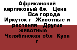 Африканский карликовый ёж › Цена ­ 6 000 - Все города, Иркутск г. Животные и растения » Другие животные   . Челябинская обл.,Куса г.